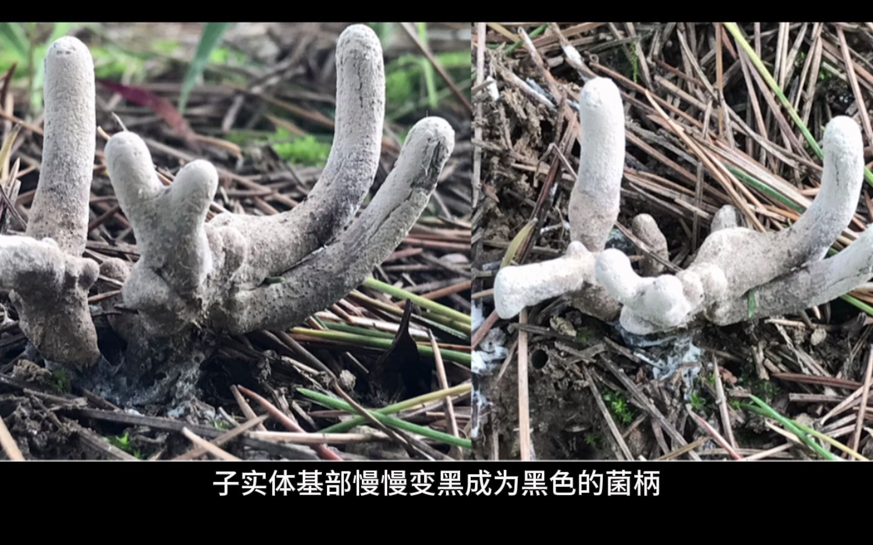 乌灵参种植基地图片