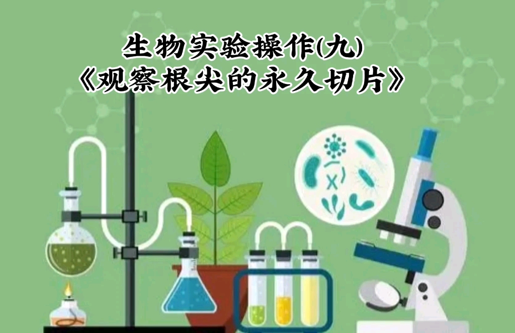 生物实验操作(九)《观察根尖的永久切片》哔哩哔哩bilibili