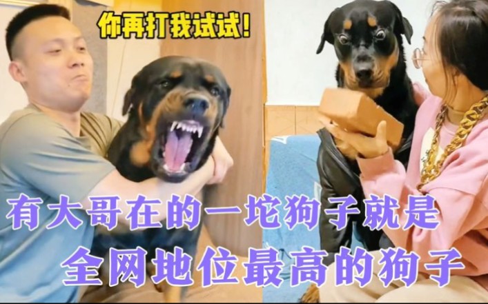 罗威纳犬一坨把“狗仗人势”演绎的淋漓尽致,与女主人狗大战!哔哩哔哩bilibili