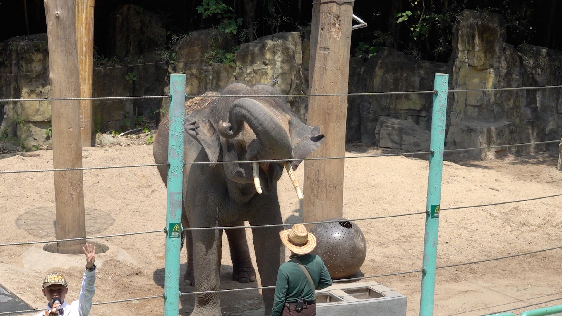 長隆動物行為展示,大象傳奇