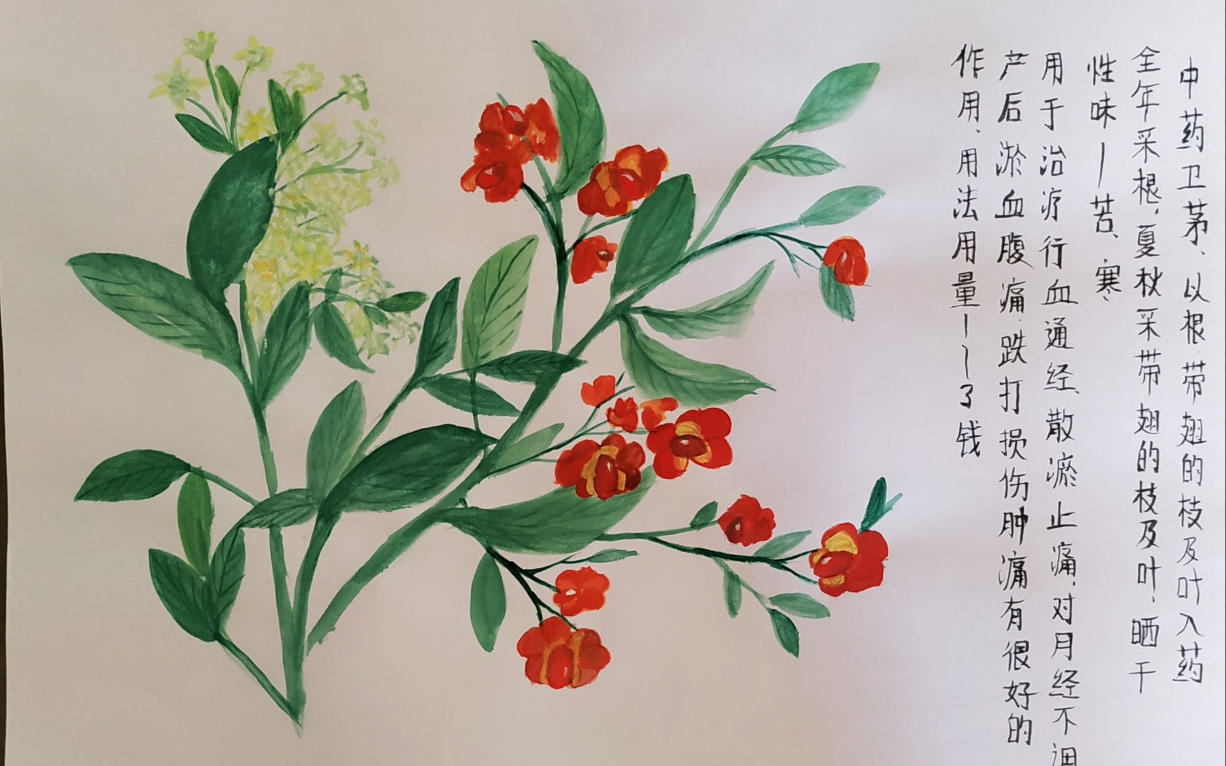 手绘植物类中药——卫矛