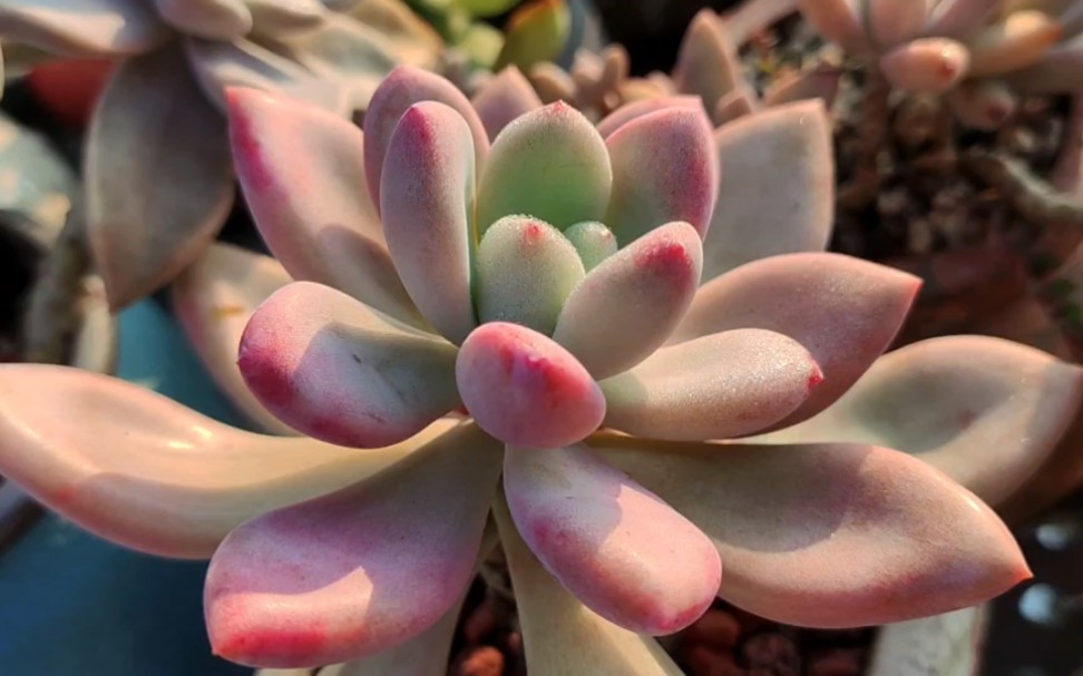 阳光下的多肉美极了,奥普琳娜太好看,这些品种很适合新手养护