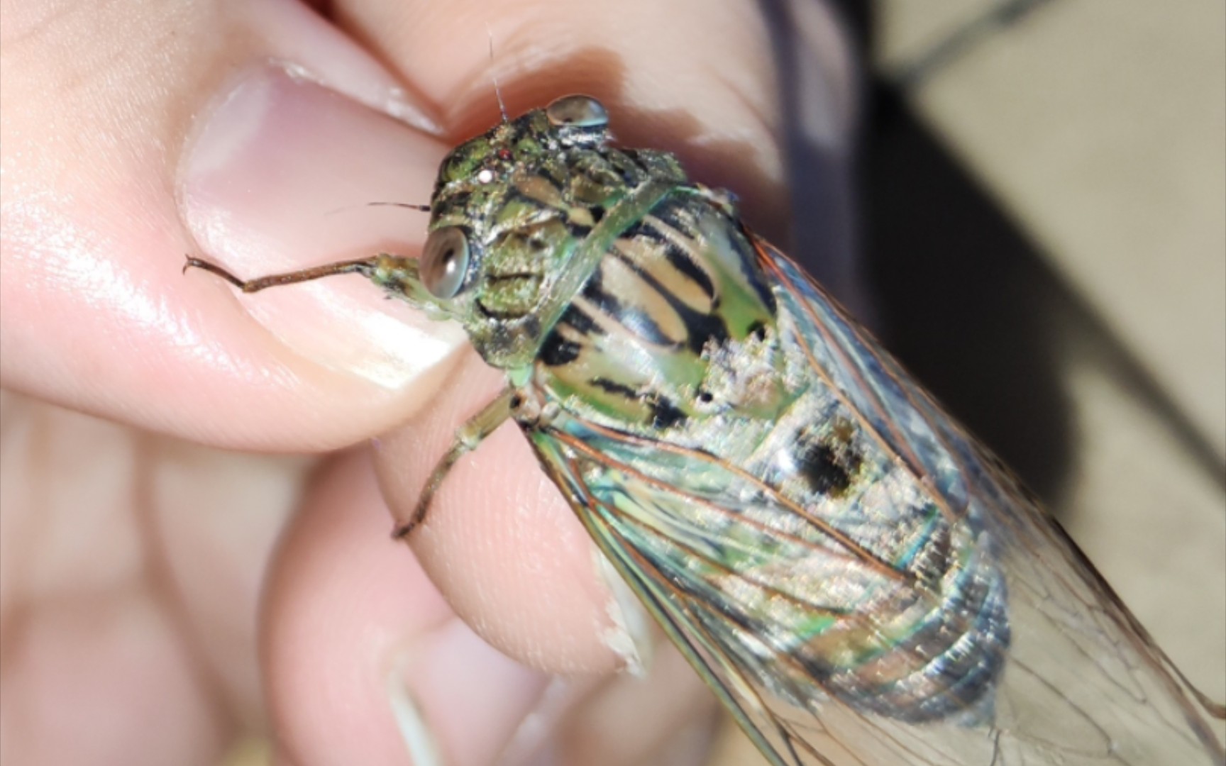 巴尔坦星人二代72蒙古寒蝉的羽化双机位64倍速