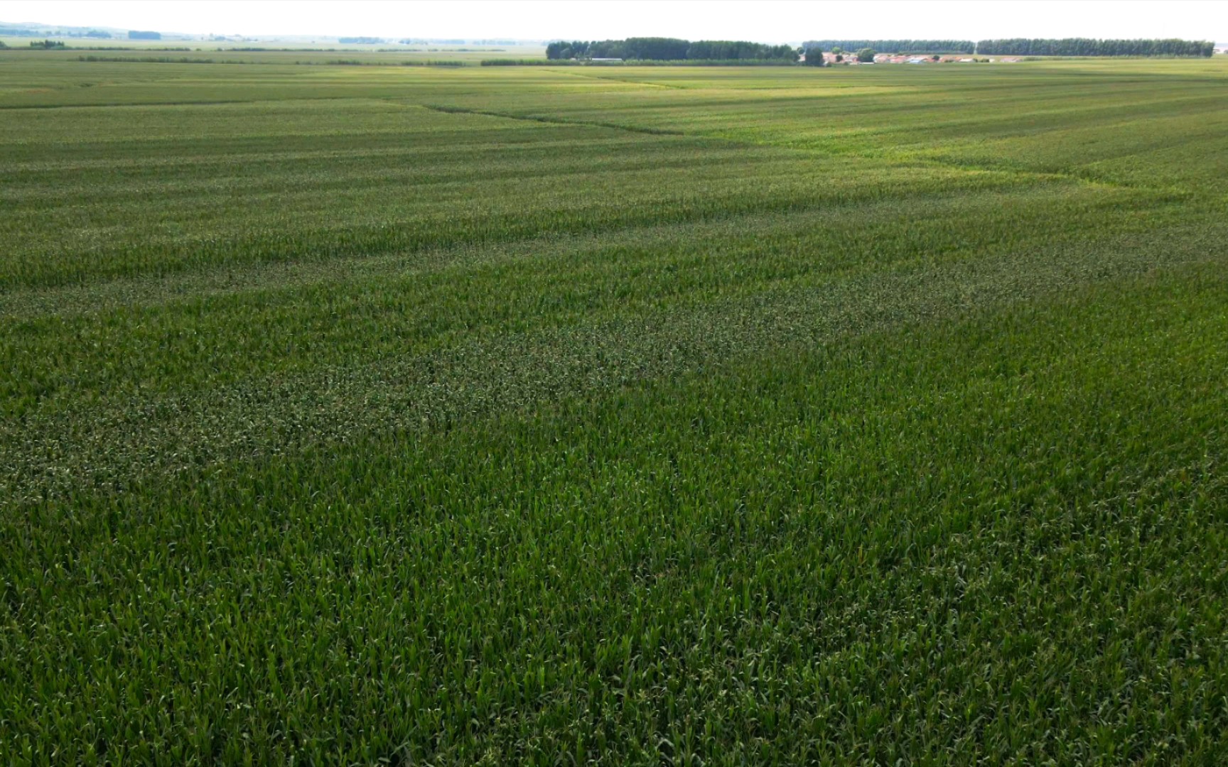 固执的大地母亲,东北的黑土地