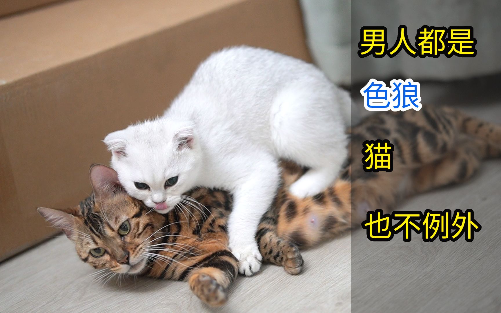 猫之初,性本色,男人都是色狼,小猫也不例外哔哩哔哩bilibili