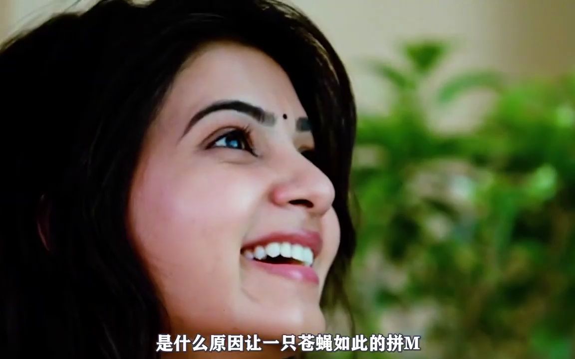 功夫小蝇:一只苍蝇的复仇之路