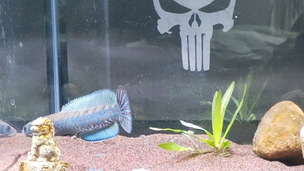 幻红雷龙养了差不多一年拿回来的时候才8公分现在已经1718了我的鱼里