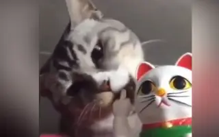 中指猫_ 搜索结果_哔哩哔哩_Bilibili