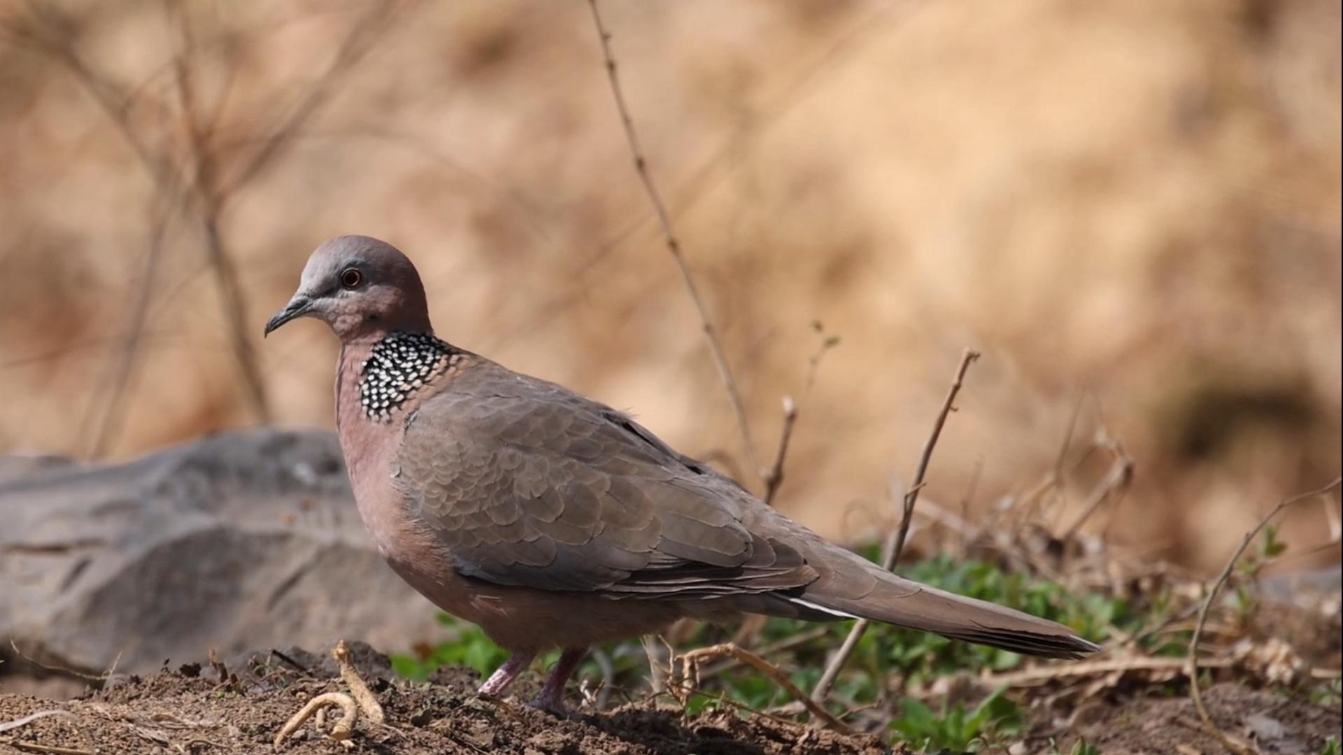 【珠颈斑鸠】在林地里走来走去