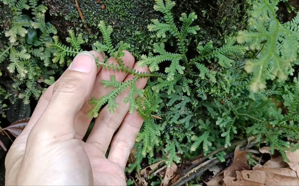 大羽铁角蕨图片