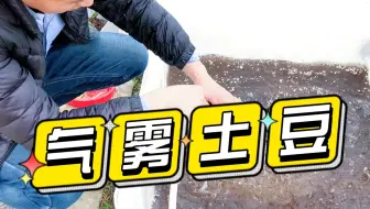 土豆土豆，也可以长在气雾栽培环境里。你相信吗？