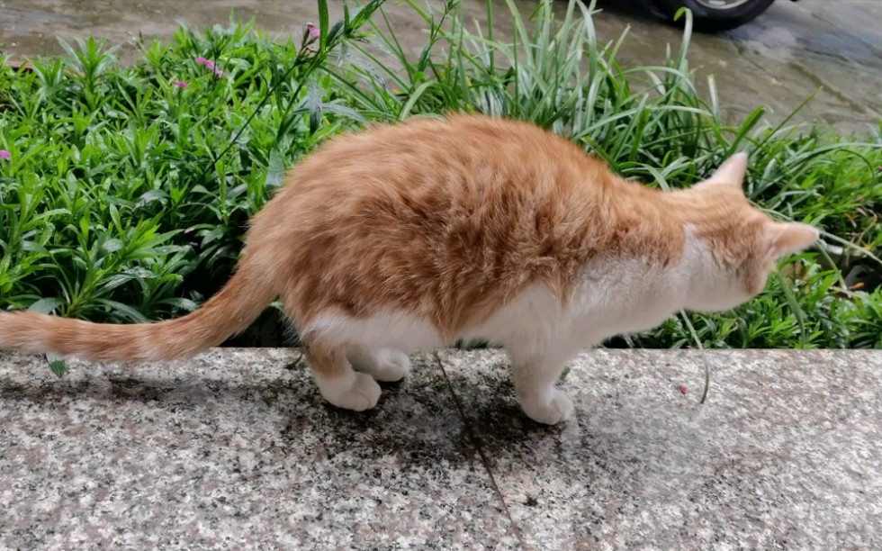 【橘子喵的日常】橘子喵风雨无阻的吃草日常像不像不想上班时还坚持
