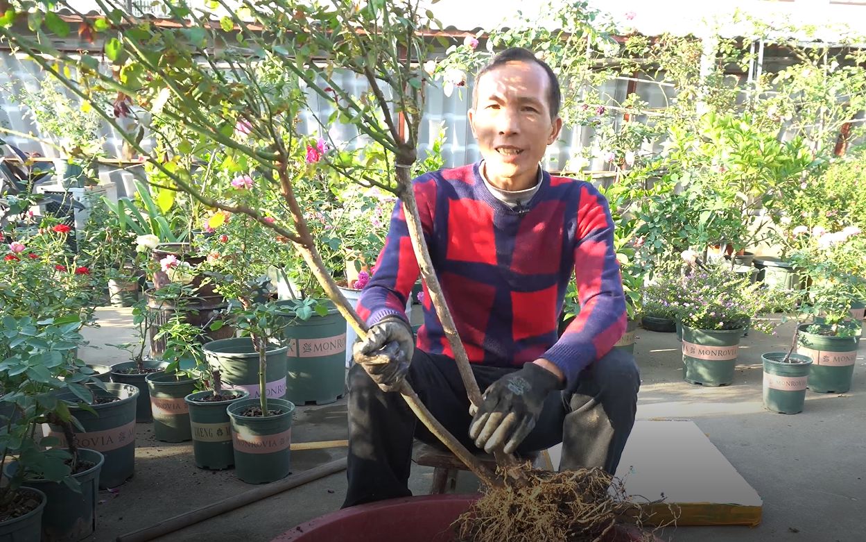 这棵月季树好是好,可是露台栽种太占地方,重新上盆准备嫁接微型月季哔哩哔哩bilibili