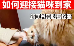 新手养猫，需要准备什么？如何迎接一只小猫咪到家？ 【养猫必看EP36】