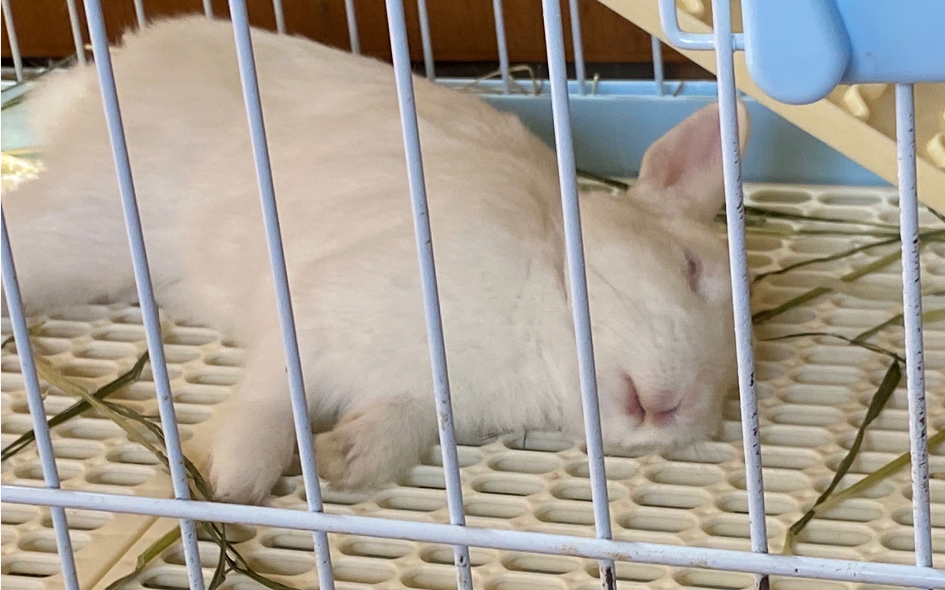 拉了拉了(兔子尾巴)