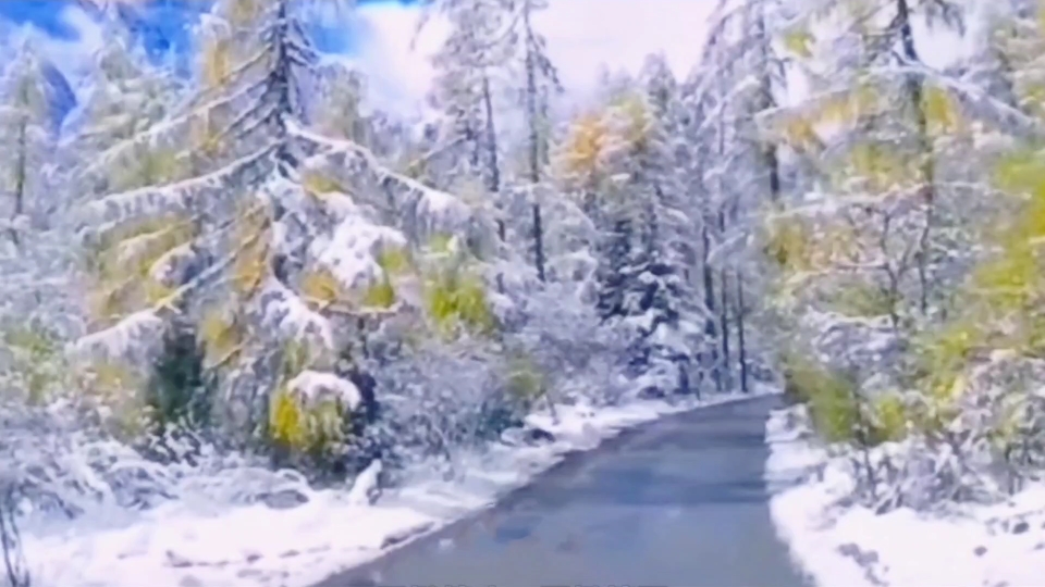 [图]风继续吹，雪继续飘，风吹落了倔强的树叶，雪飘进了忙碌的人间。