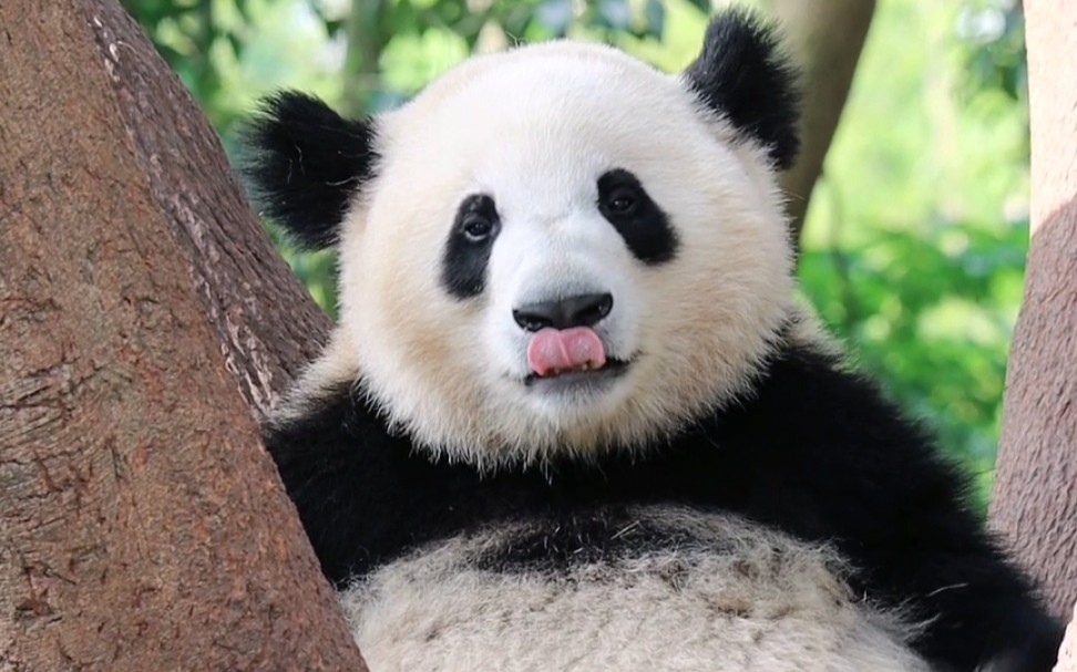 【大熊猫蛋烘糕】耳朵炸毛的秃秃小宝贝