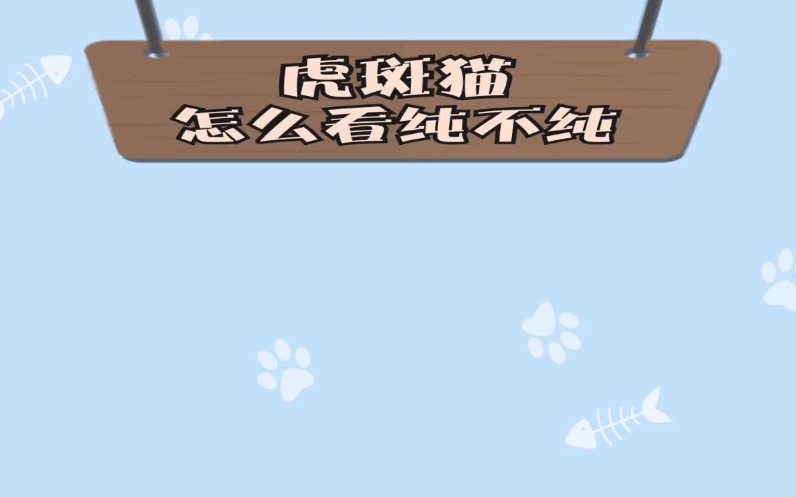 虎斑猫怎么看纯不纯哔哩哔哩bilibili