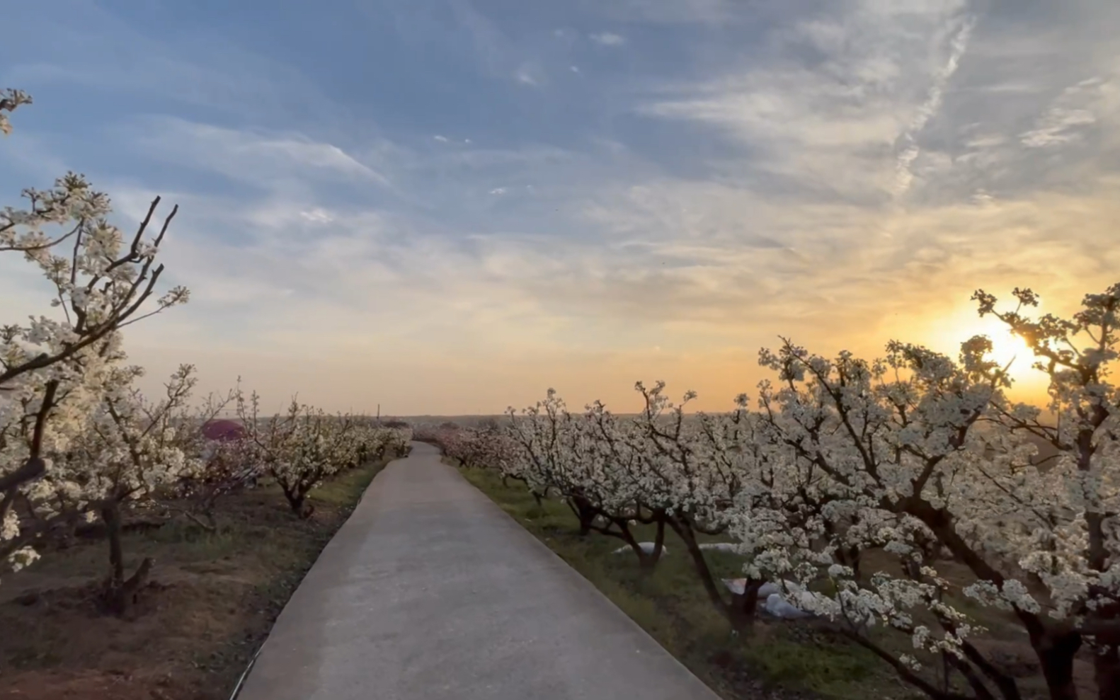 【湖北省麻城市白果镇木牌楼村千亩桃梨花海】