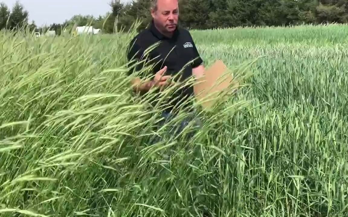 [图]黑小麦 | 黑小麦和黑麦竟然不是一个东西