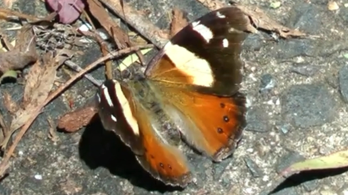 黄眉红蛱蝶 vanessa itea (yt@gardendaydreamman