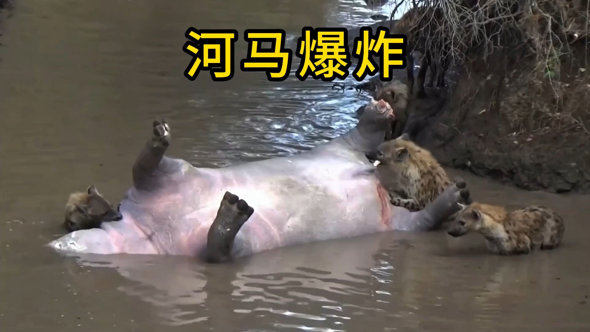 一群鬣狗正啃着河马，结果河马炸了
