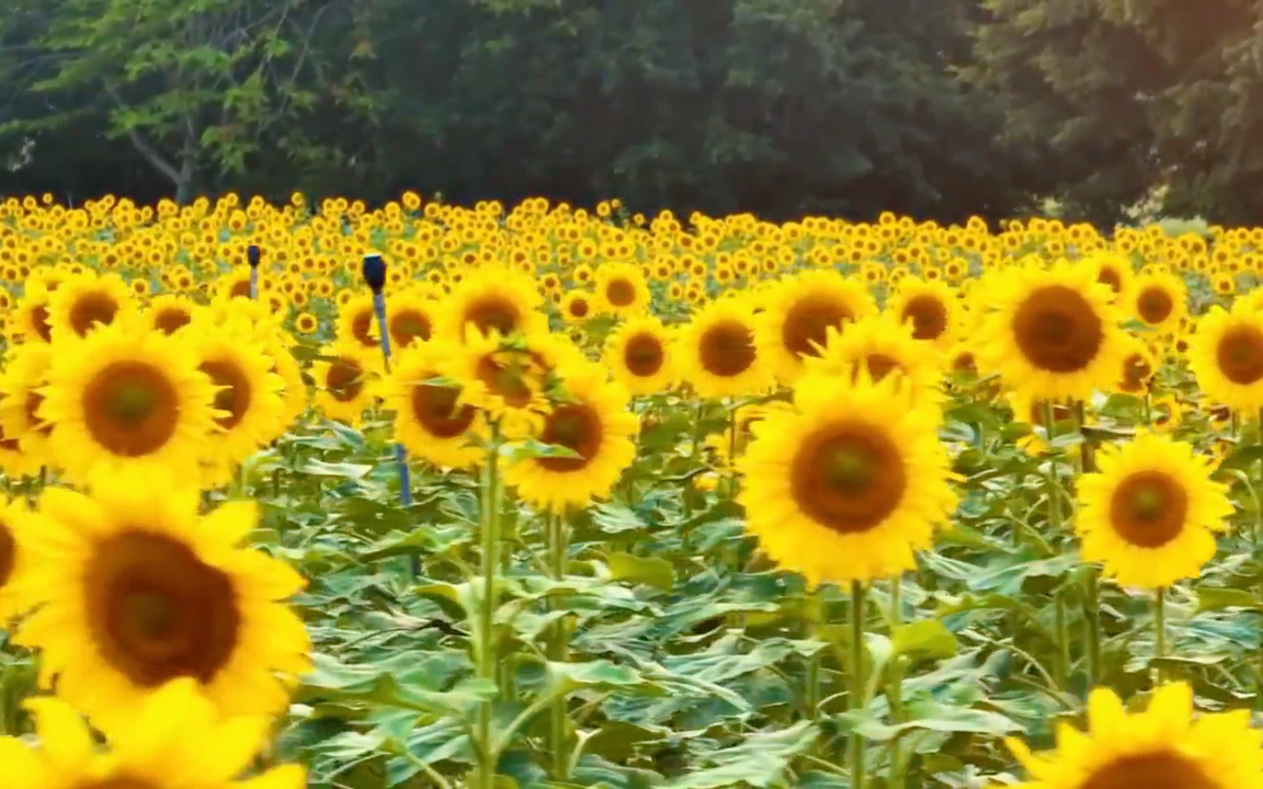 [图]夏天的你还好吗