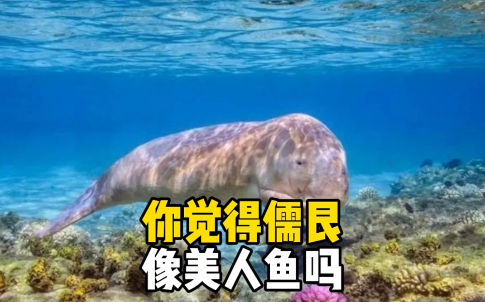 你覺得儒艮像美人魚嗎