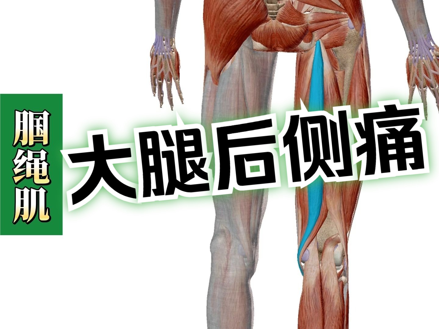【腘绳肌】3d解剖——臀部痛,大腿后侧痛!
