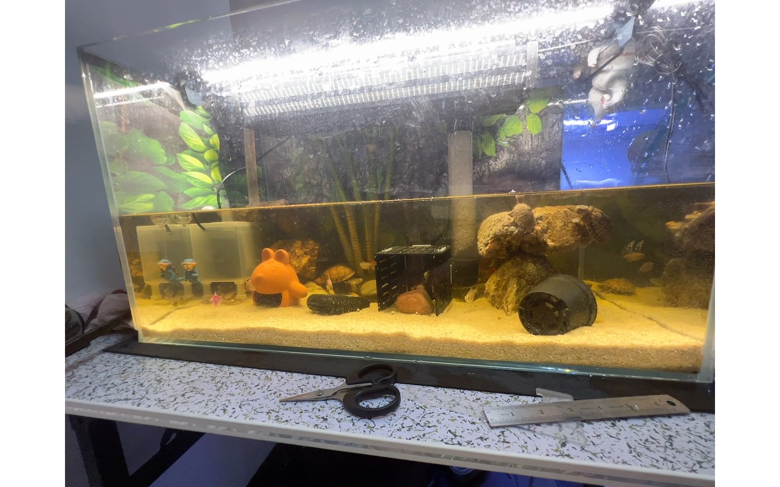 70缸,看蛋龟混养.