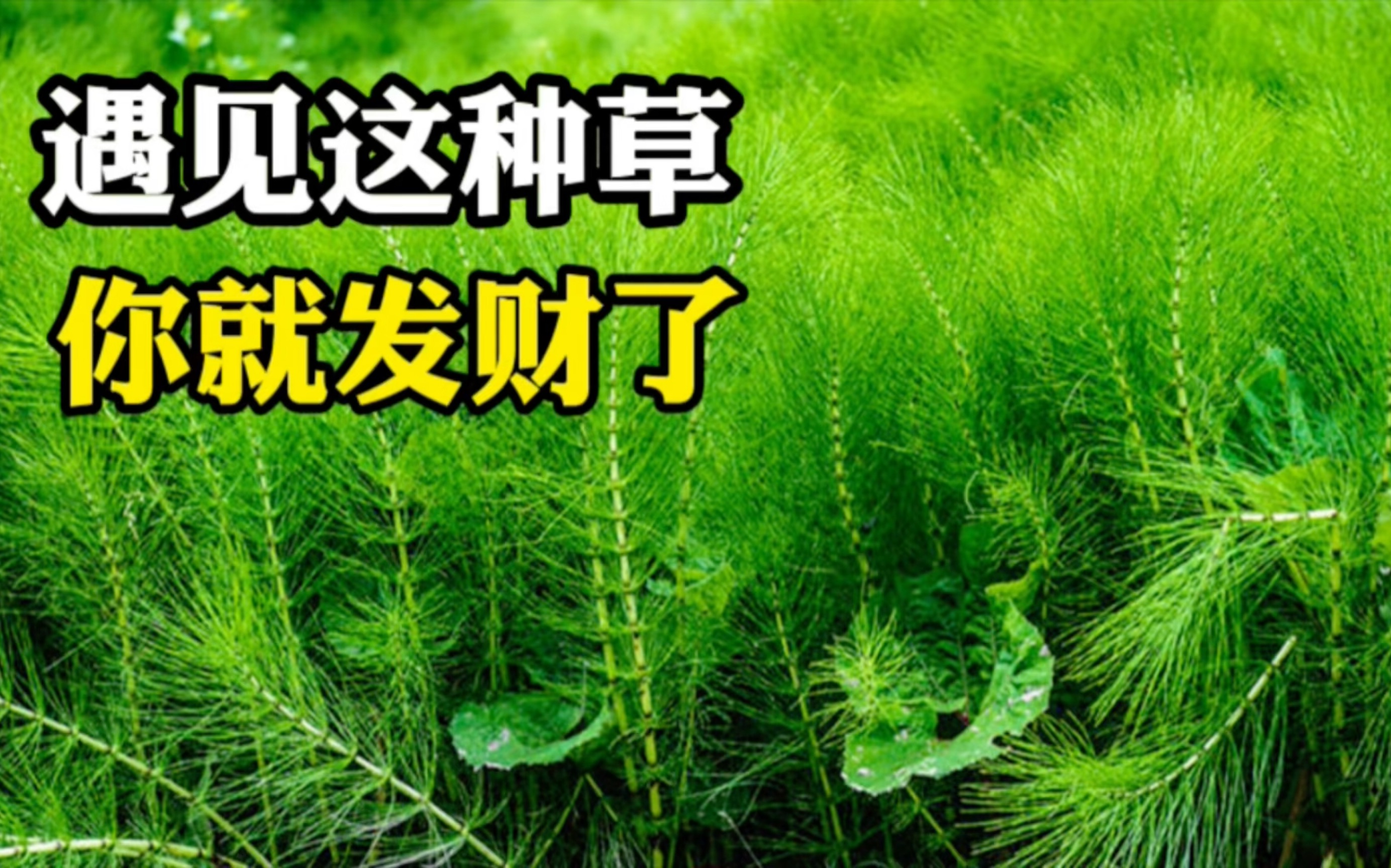遇见这种草你就发财了