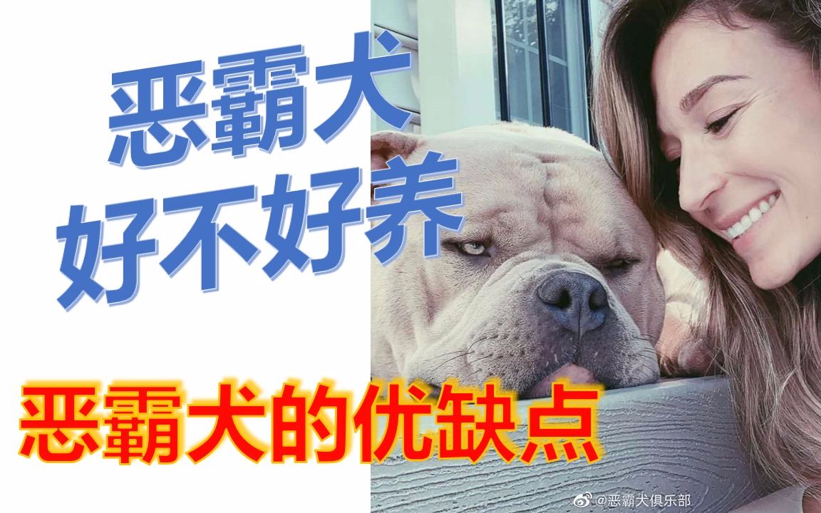 【Gentle Bully】恶霸犬到底好不好养(第六期)猛犬俱乐部哔哩哔哩bilibili