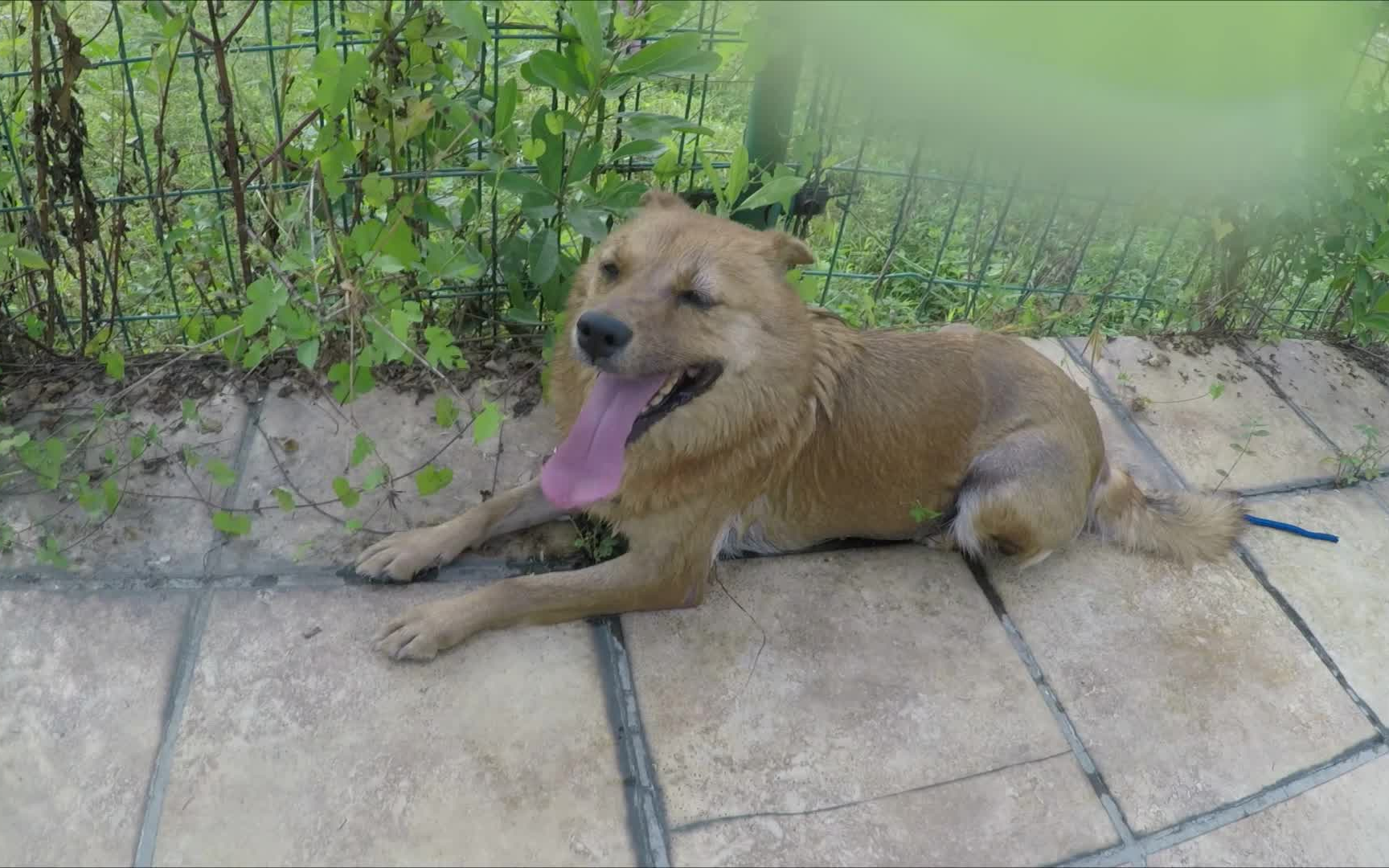 中华田园犬无聊日常放狗打卡gopro