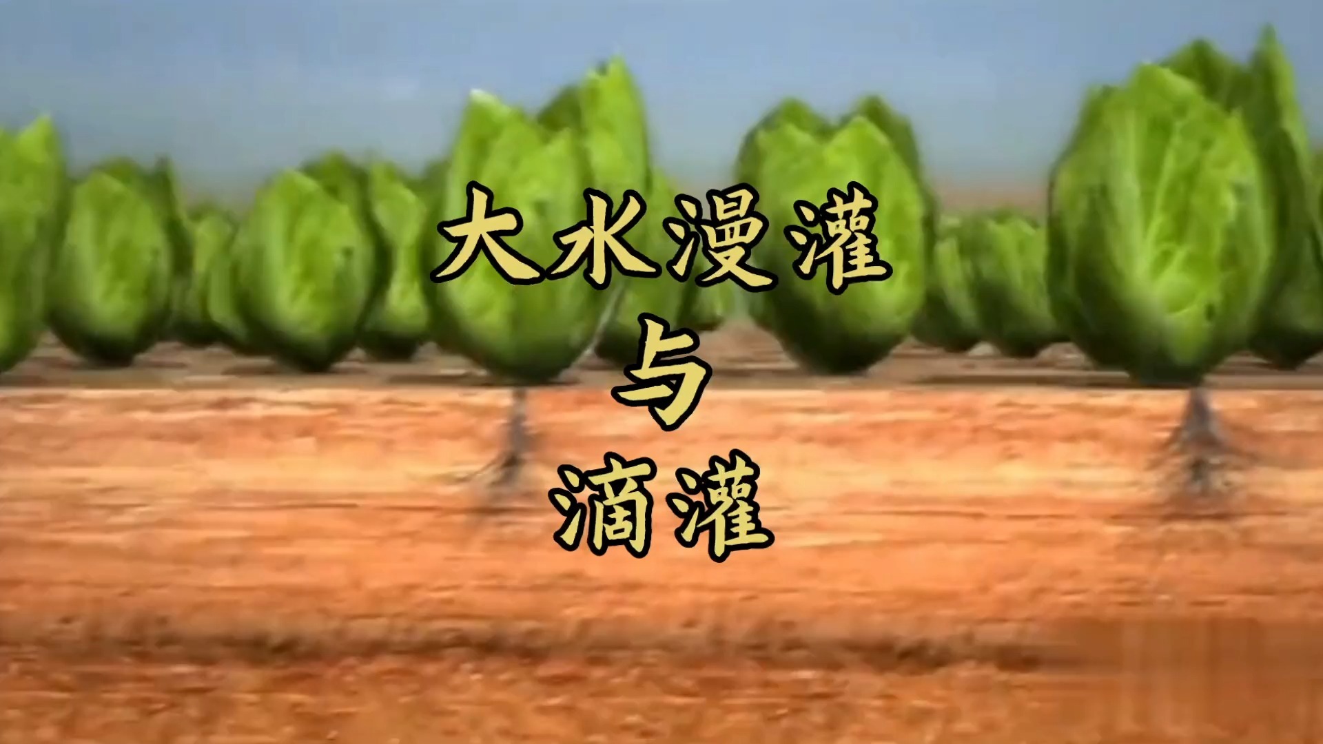 滴灌为什么可以节水