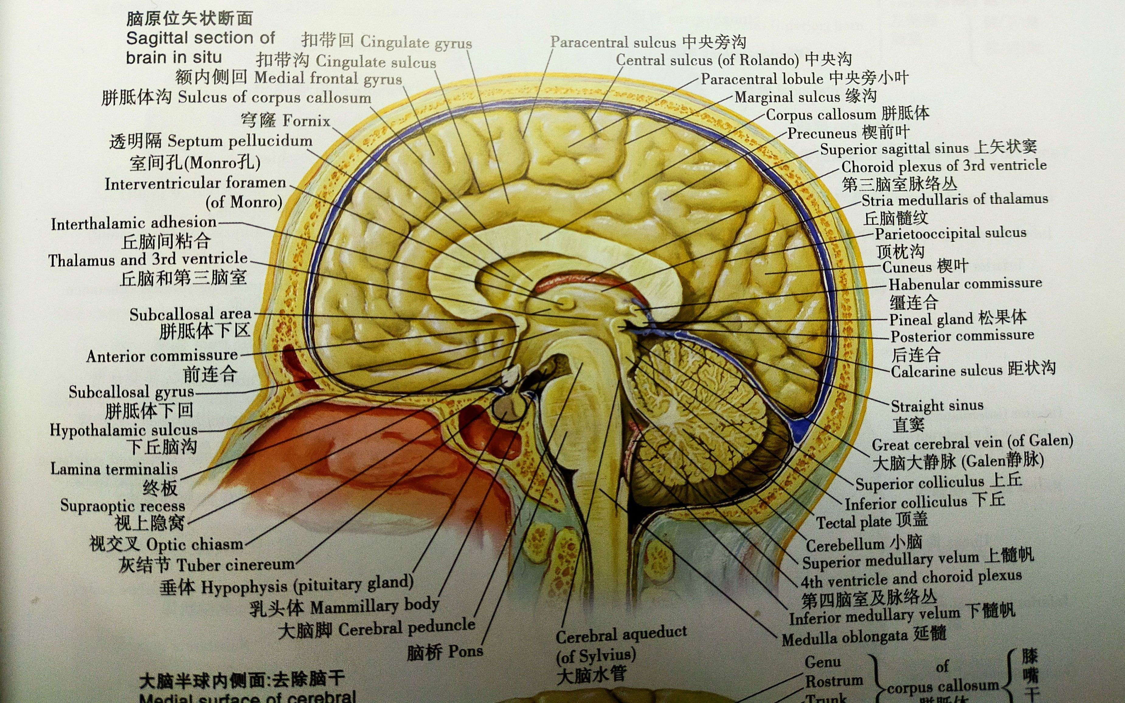 第三脑室3d解剖结构