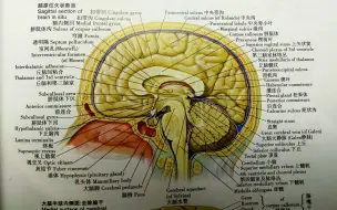 第三脑室3D解剖结构