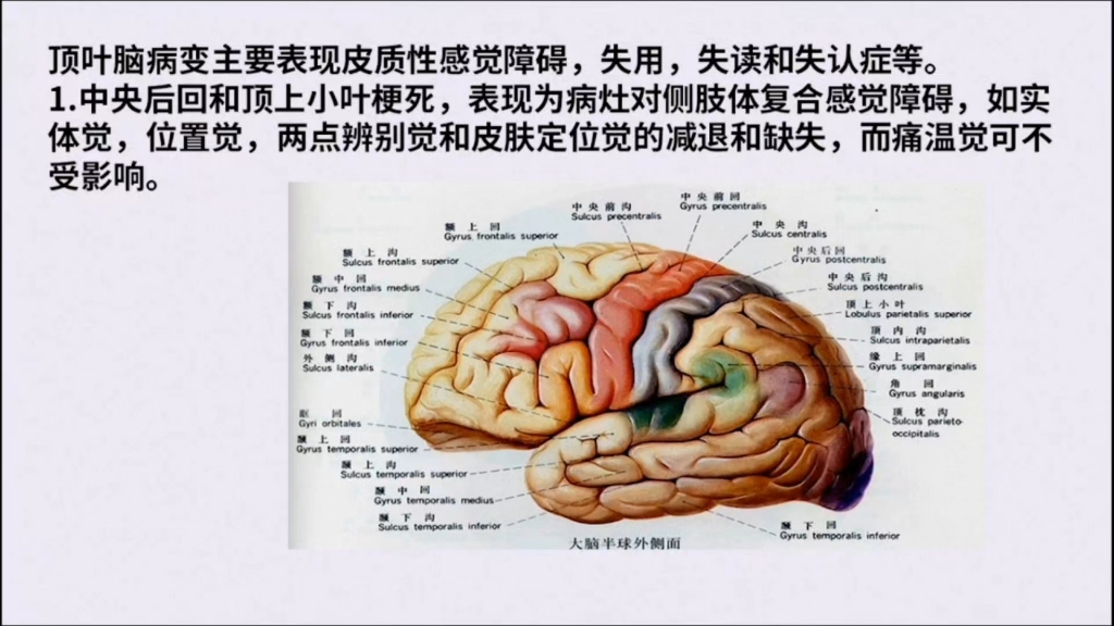 神经基本功颅脑解剖与影像异常32讲08:顶叶病变不同部位损害有哪些临床特点?(顶叶病变临床与影像)唐伟哔哩哔哩bilibili