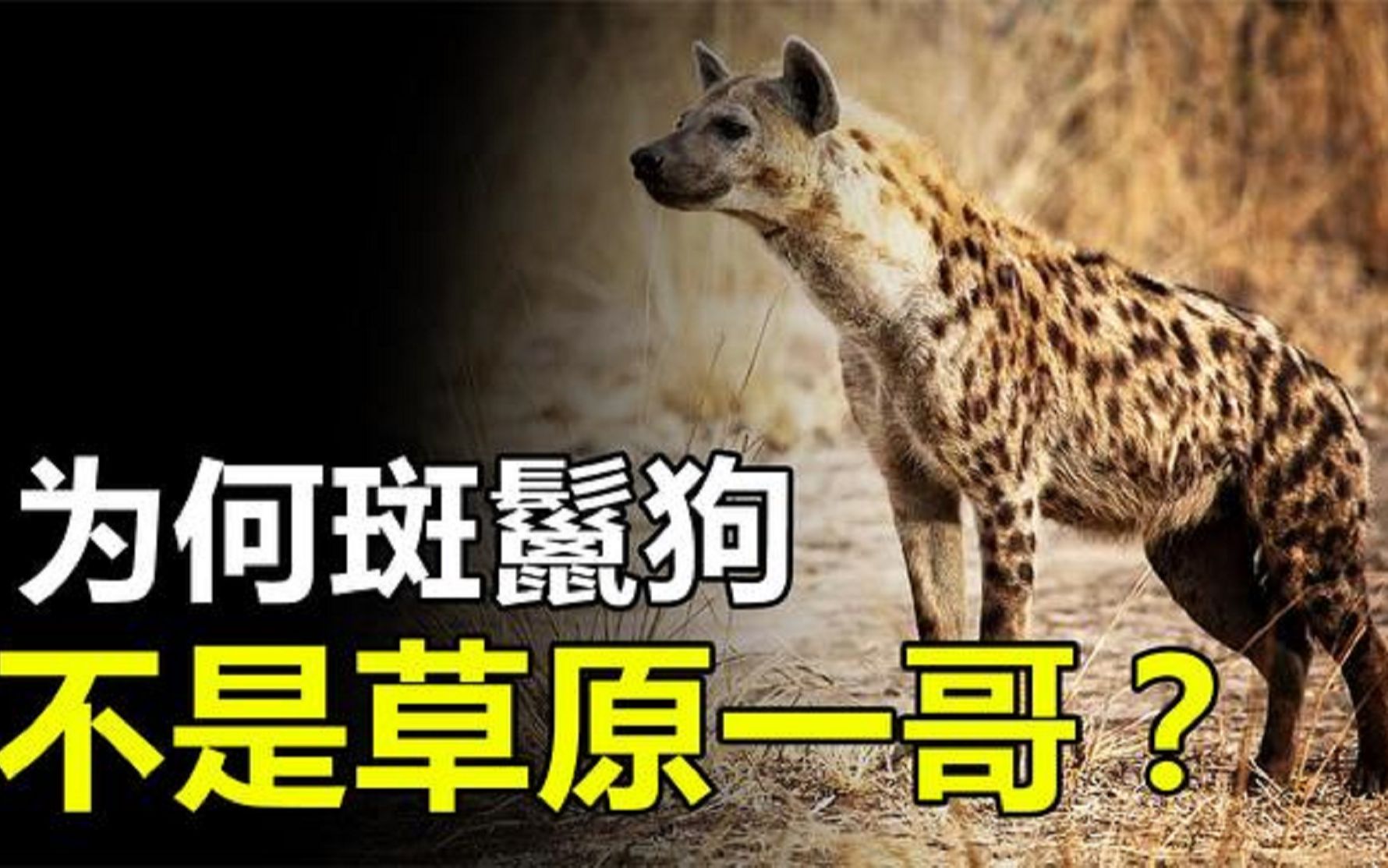 斑鬣狗能捕杀落单的狮子,为何却只能身居"草原二哥"的地位?