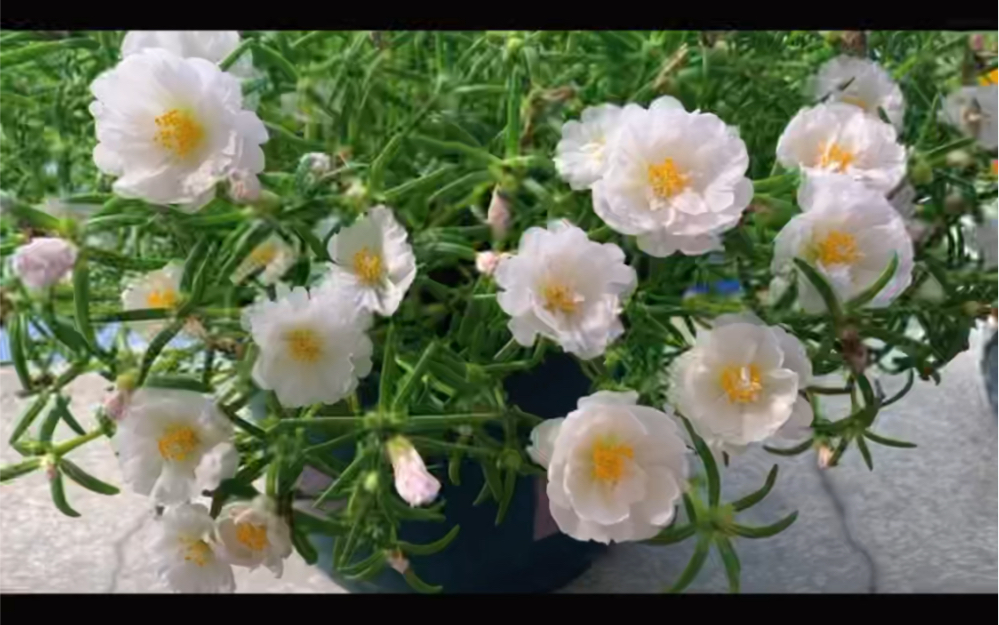 白色重瓣太阳花的养成