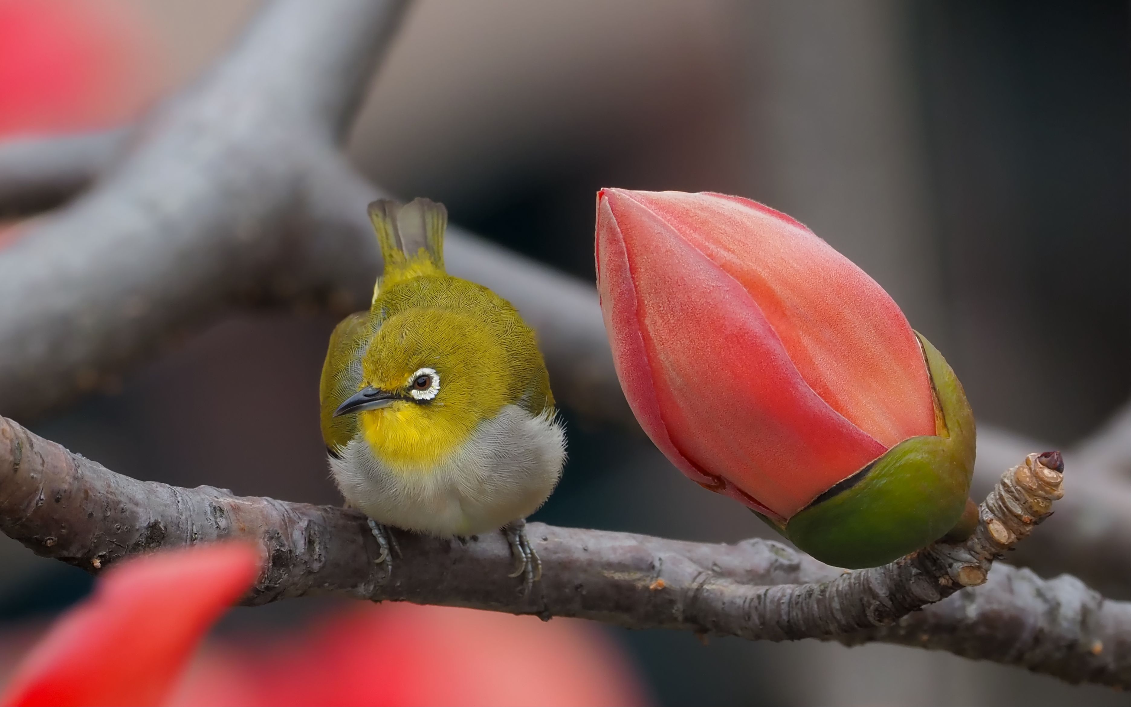 娇小玲珑的暗绿绣眼鸟