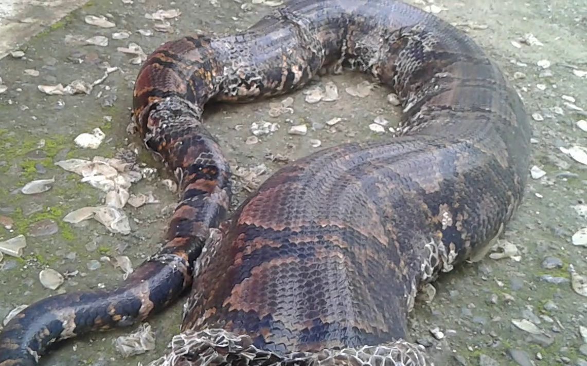 记录8米长的蟒蛇蜕皮