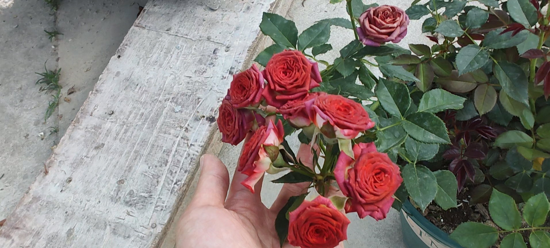 月季巧克力泡泡:多头长笋,复古颜色的精致小花