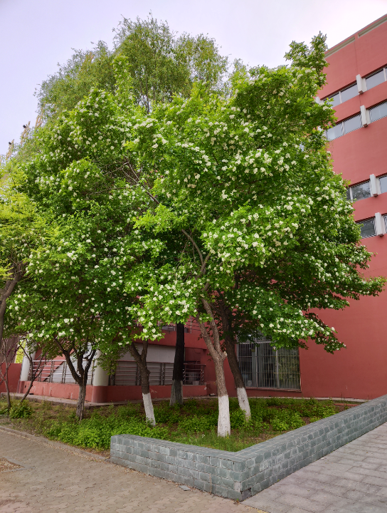 山楂树下2022校园