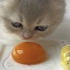 小奶猫吨个蛋黄 开心到飞机耳了