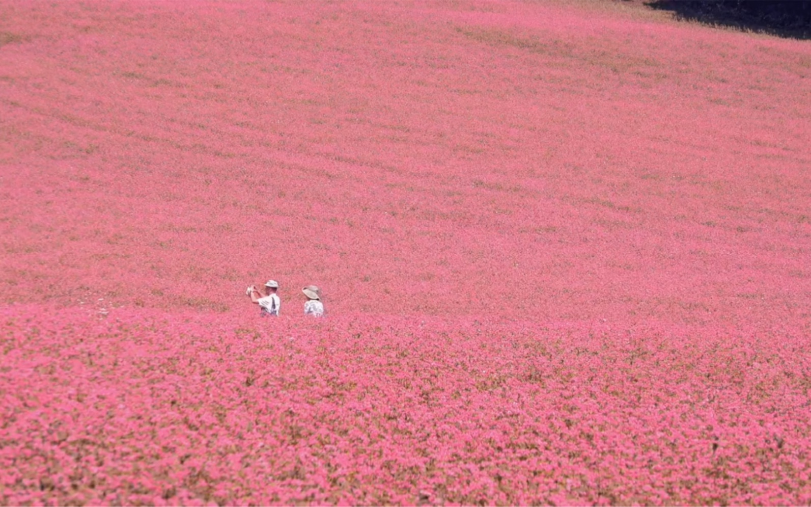 [图]“你看这世界开满了花”