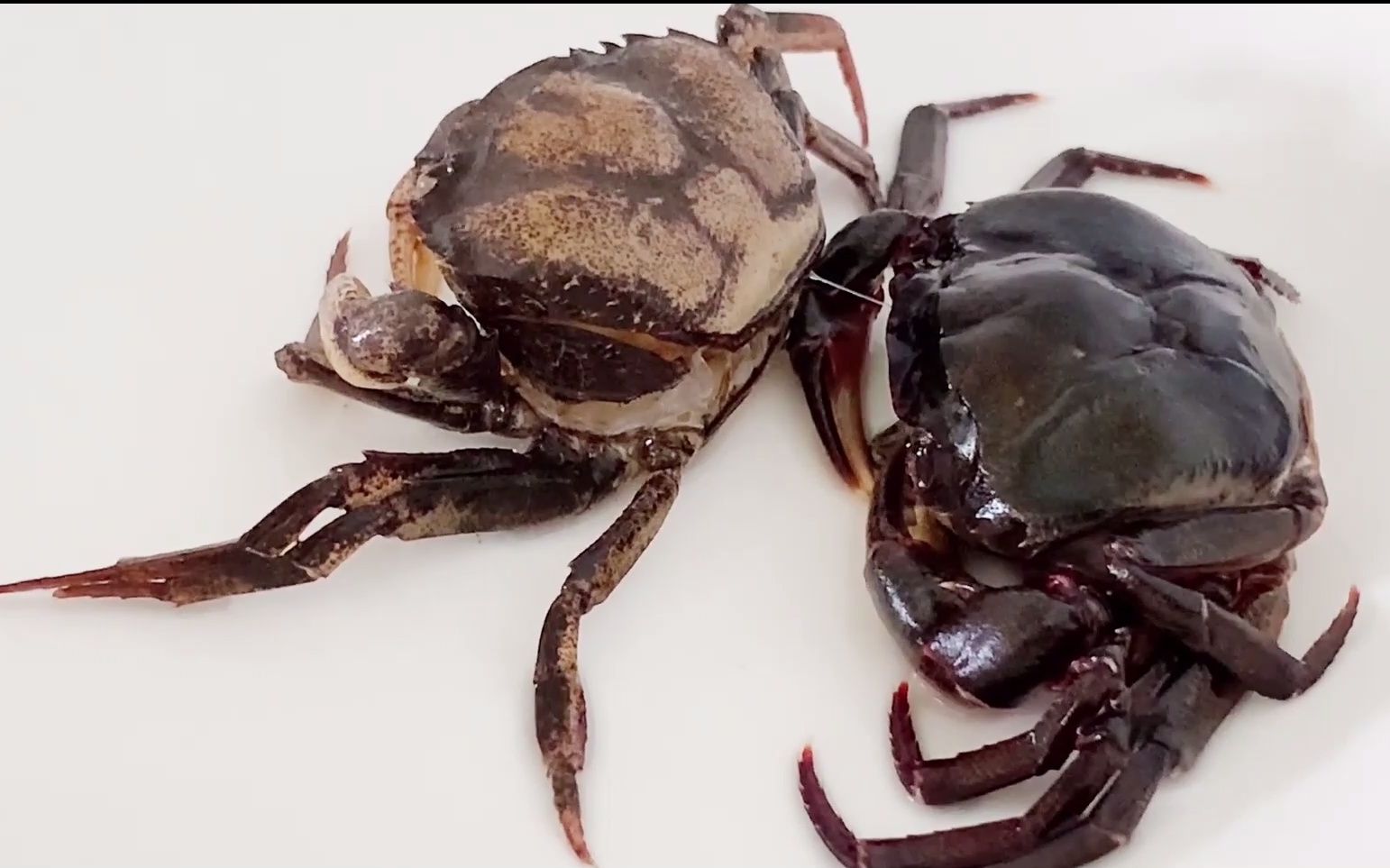 01:32 你见过螃蟹脱壳吗?看完整个过程很舒畅