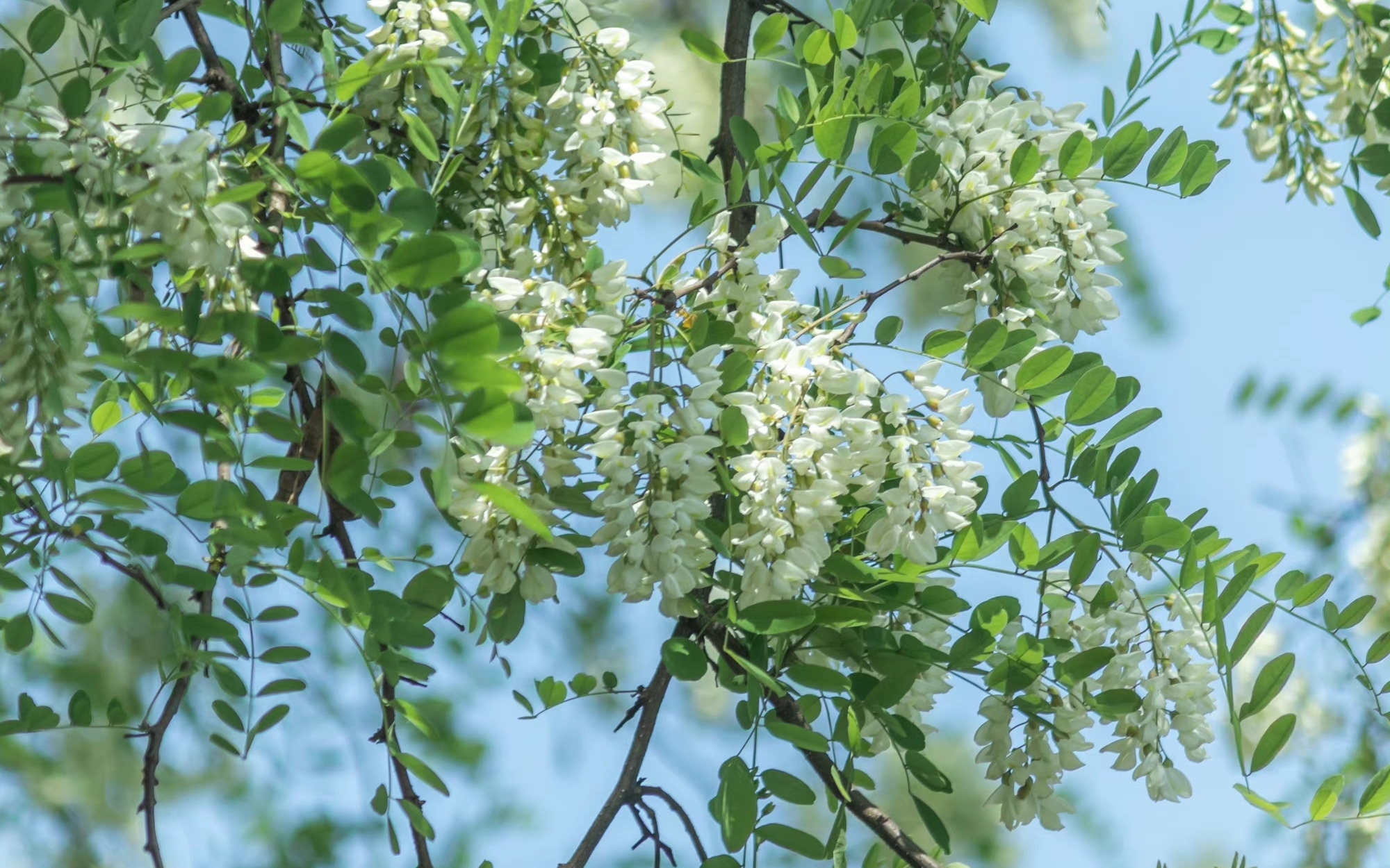 槐花壁纸高清图片