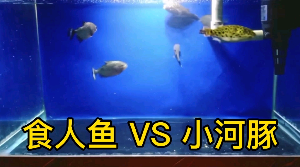 食人鱼VS小河豚哔哩哔哩bilibili