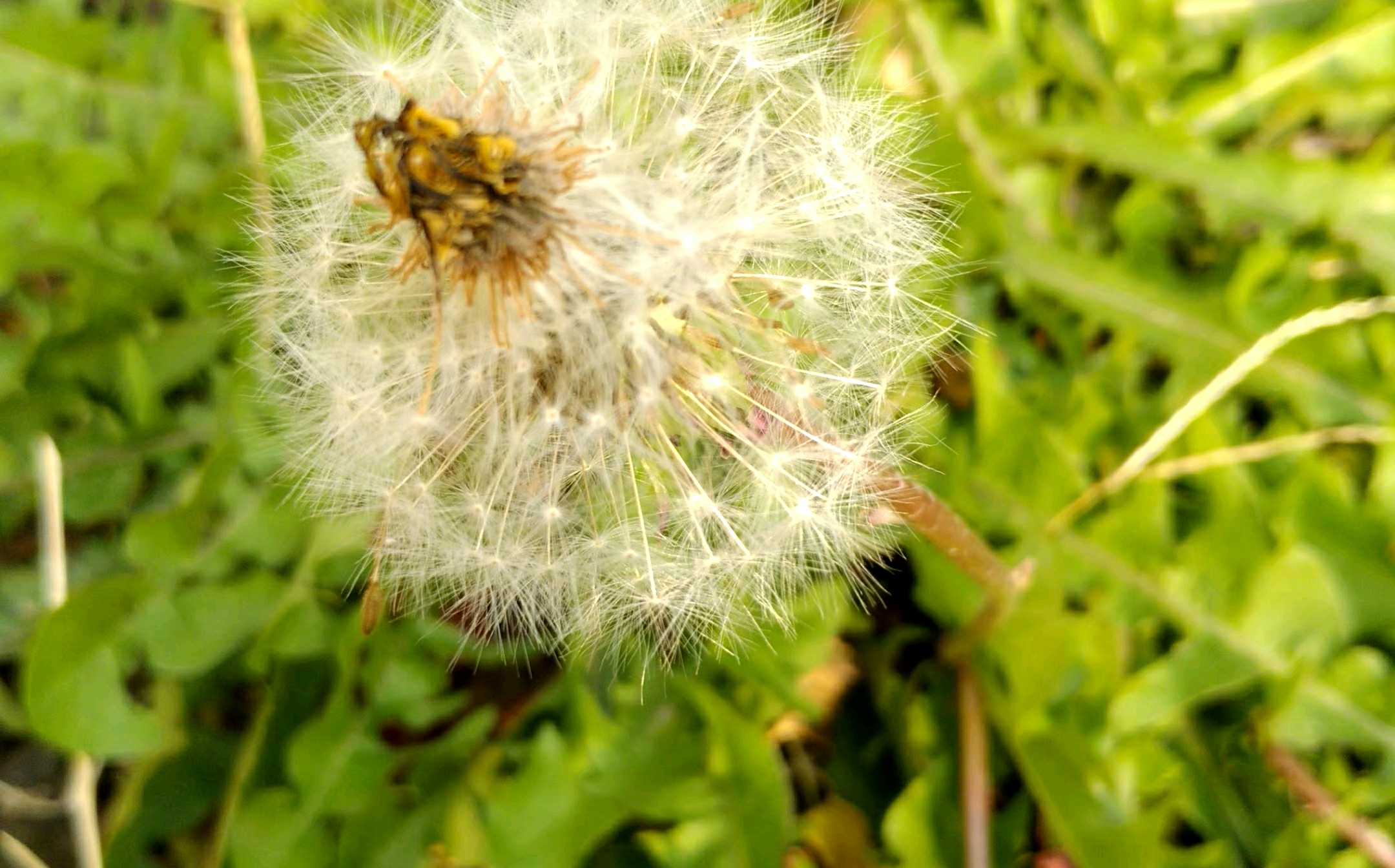 秋风中的蒲公英