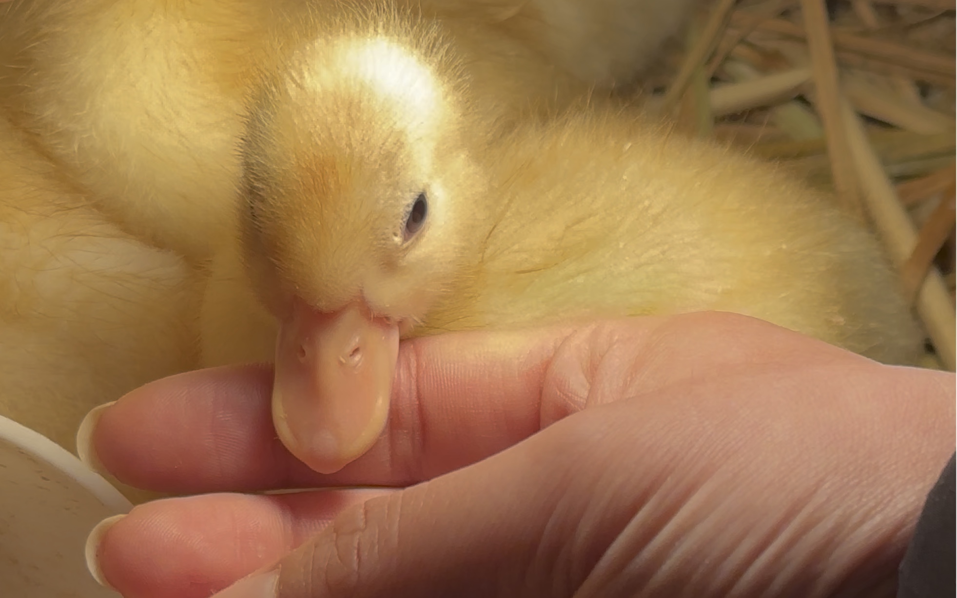 可爱的鸭鸭找麻麻